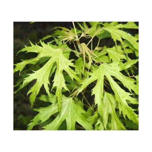 Klevas paprastasis (Acer platanoides) 'LACINIATUM'