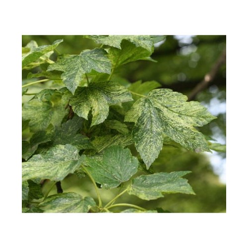 Klevas platanalapis (Acer pseudoplatanus) 'LEOPOLDII'