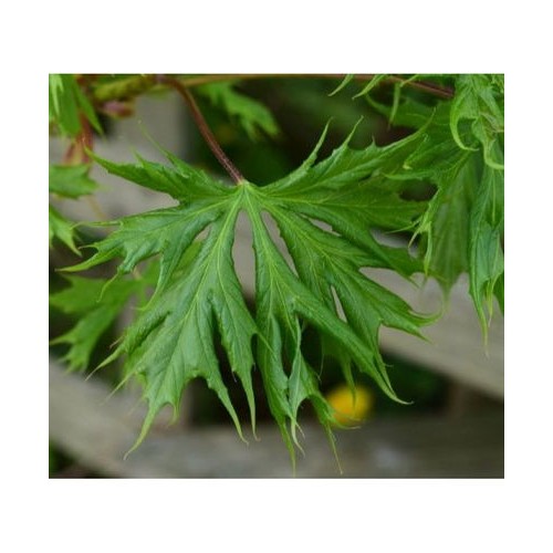 Klevas paprastasis (Acer platanoides) 'LORBERGII'