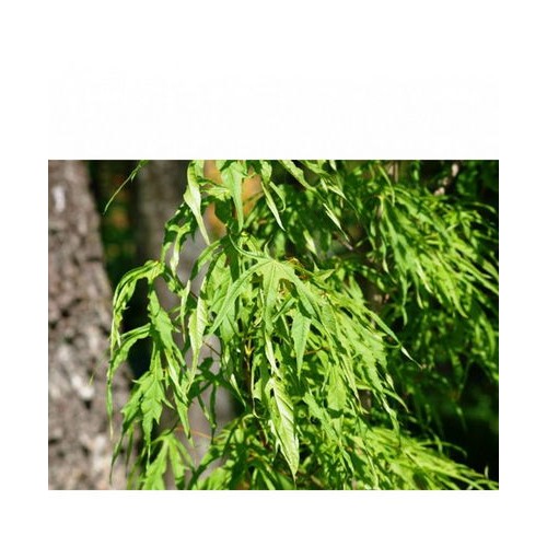 Klevas paprastasis (Acer platanoides) 'PALDISKI'