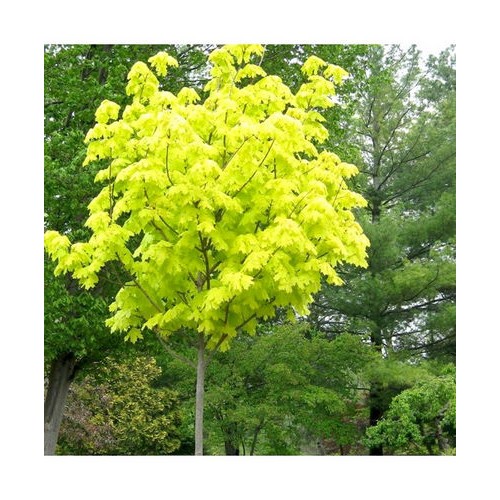 Klevas paprastasis (Acer platanoides) 'PRICETON GOLD'