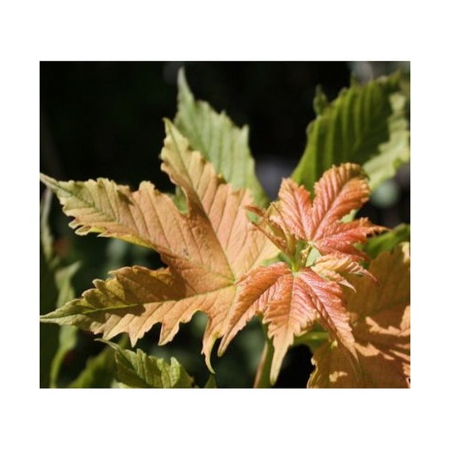 Klevas platanalapis (Acer pseudoplatanus) 'PUGET PINK'