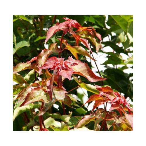 Klevas armėninis (Acer cappadocicum) 'RUBRUM'