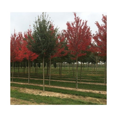 Klevas raudonasis (Acer rubrum) 'SOMERSET'
