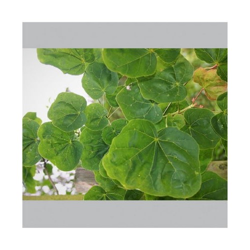 Klevas paprastasis (Acer platanoides) 'THARANDT'