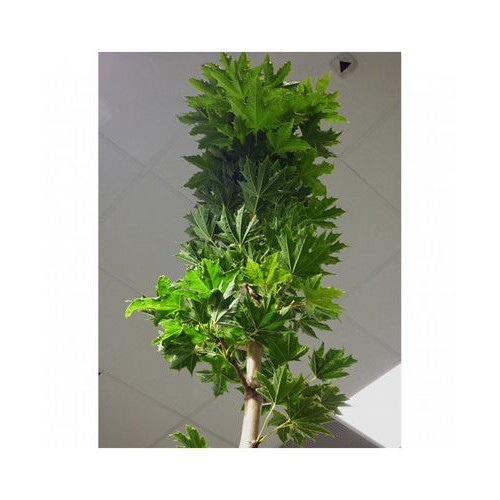 Klevas paprastasis (Acer platanoides) 'WARMIA'