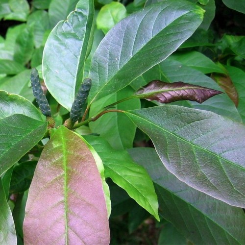 Magnolija gluosnialapė (Magnolia salicifolia) 'CONCOLOR'