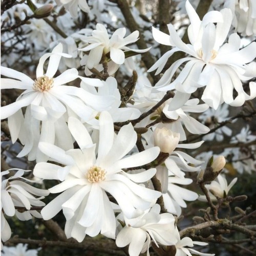 Magnolia žvaigždinė (Magnolia stellata) 'ROYAL STAR'