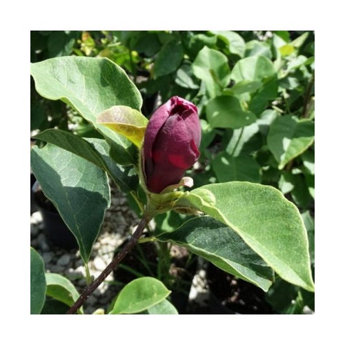 Magnolija (Magnolia) 'BLACK TULIP'®