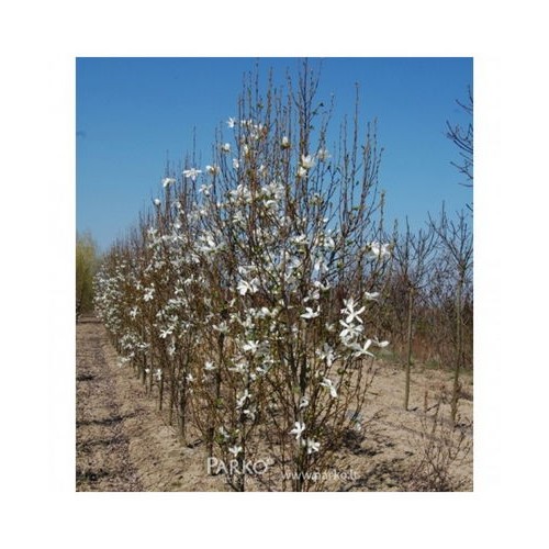 Magnolija japoninė (Magnolia kobus) 'FASTIGIATA'