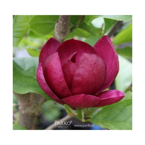 Magnolija (Magnolia) 'GENIE'®