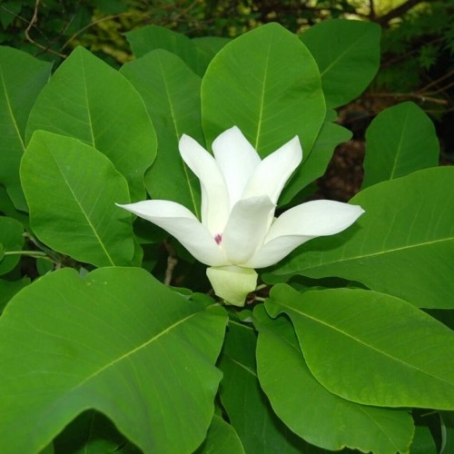 Magnolija didžialapė (Magnolia macrophylla ashei)