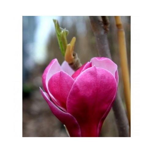 Magnolija (Magnolia) 'MARCH-TILL-FROST'
