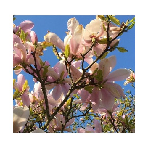 Magnolija (Magnolia) 'PINKIE'