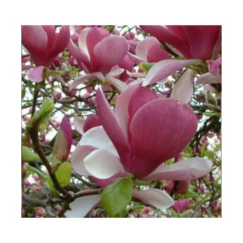 Magnolija sulanžo (Magnolia soulangeana) 'RUSTICA RUBRA'