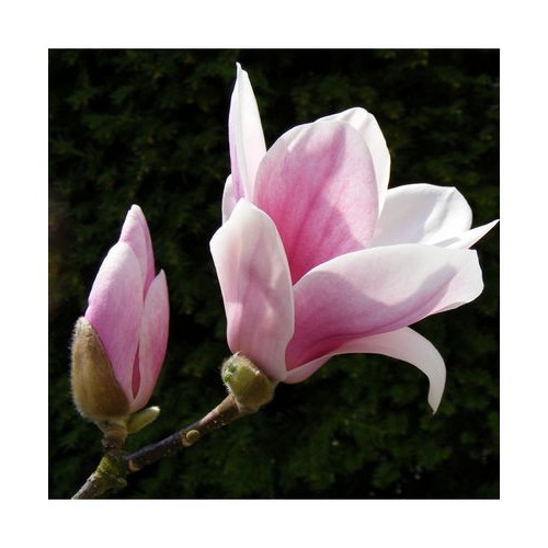 Magnolija sulanžo (Magnolia x soulangiana) 'SATISFACTION'
