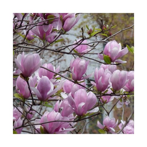 Magnolija sulanžo (Magnolia soulangeana) 