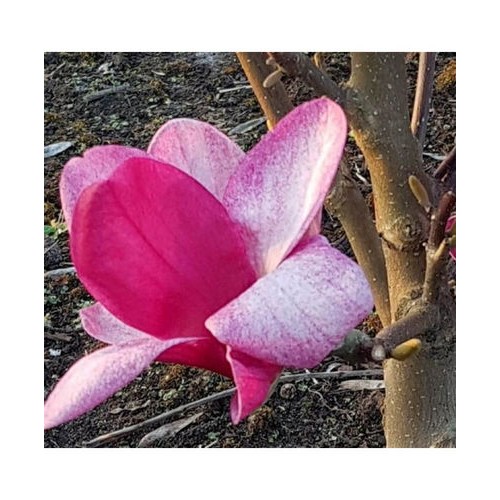 Magnolija (Magnolia) 'STARBURST'