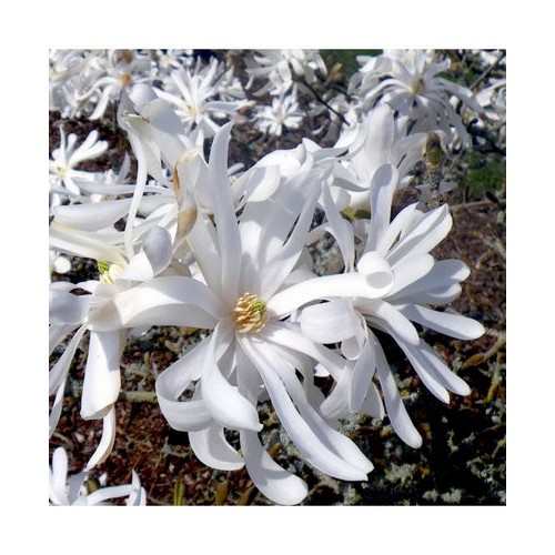 Magnolija žvaigždėtoji (Magnolia stellata)