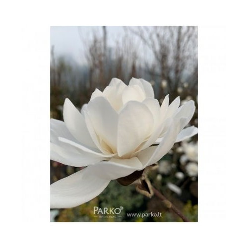 Magnolija Lebnerio (Magnolia loebneri) 'WILDCAT' 