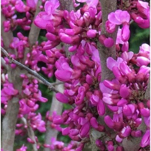 Cercis kininis (Cersis chinensis) 'Avondale'