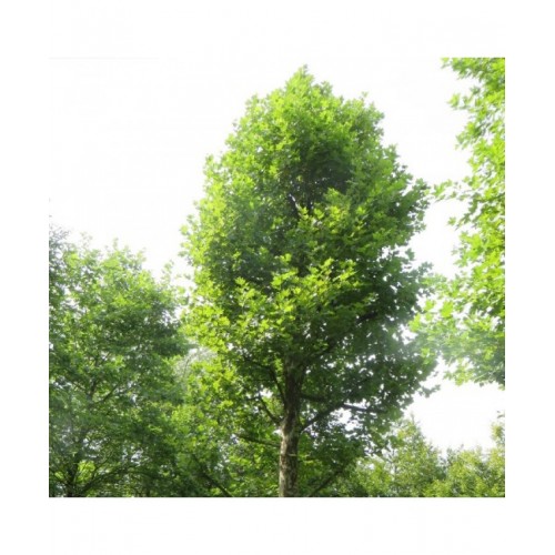Platanas klevalapis (Platanus acerifolia) 'TREMONIA' 