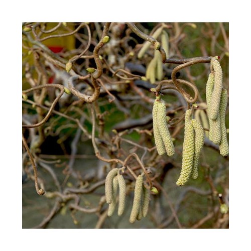 Lazdynas paprastasis (Corylus avellana) 'CONTORTA'
