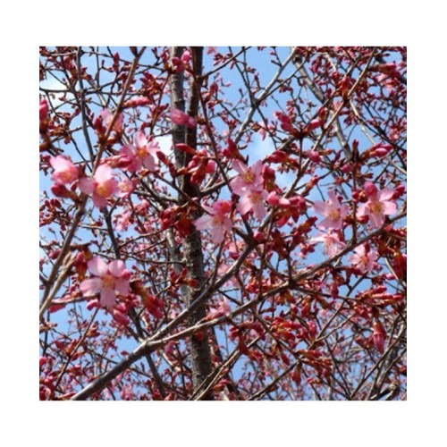 Vyšnia ankstyvoji (Prunus incisa) 'FEBRUARY RED'