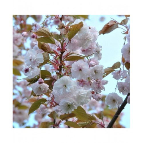 Vyšnia smailiadantė (Prunus serrulata) 'FUGENZO'