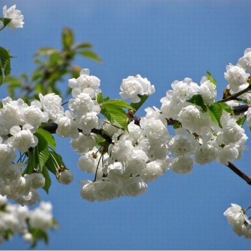 Vyšnia paprastoji (Prunus cerasus) 'RHEXII'
