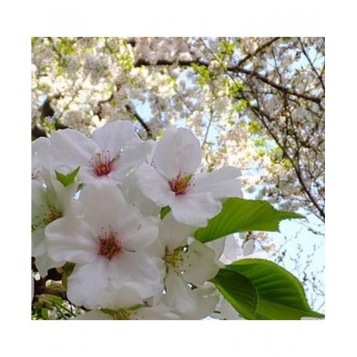 Vyšnia Jošino (Prunus x yedoensis)