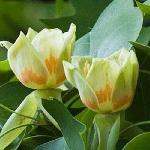 Tulpmedis gelsvažiedis (Liriodendron tulipifera) 'FASTIGIATUM'