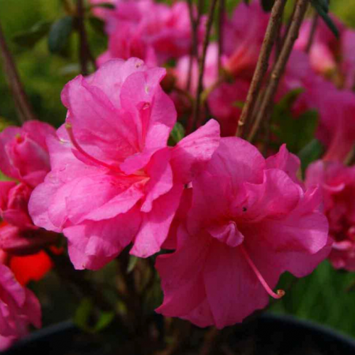 Azalija japoninė (Rhododendron / Azalea japonica) 'BABUSCHKA'®