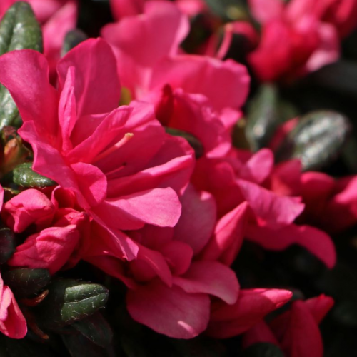 Azalija japoninė (Rhododendron / Azalea japonica) 'MARUSCHKA'®
