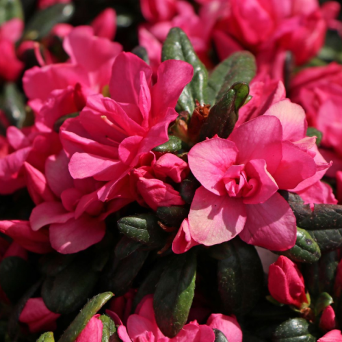 Azalija japoninė (Rhododendron / Azalea japonica) 'MELINA'