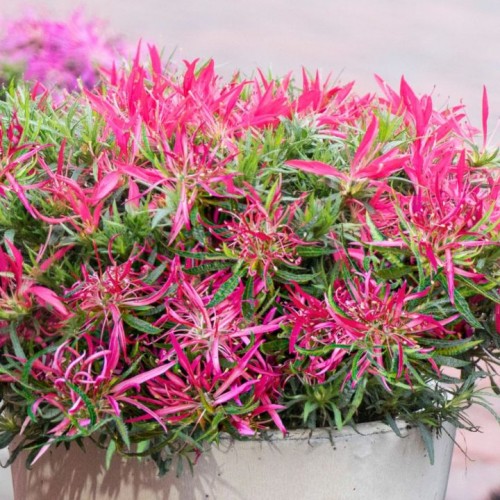 Azalija japoninė (Rhododendron / Azalea japonica) 'STARSTYLE PINK'®