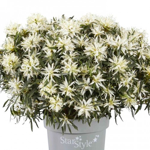 Azalija japoninė (Rhododendron / Azalea japonica) 'STARSTYLE WHITE'®