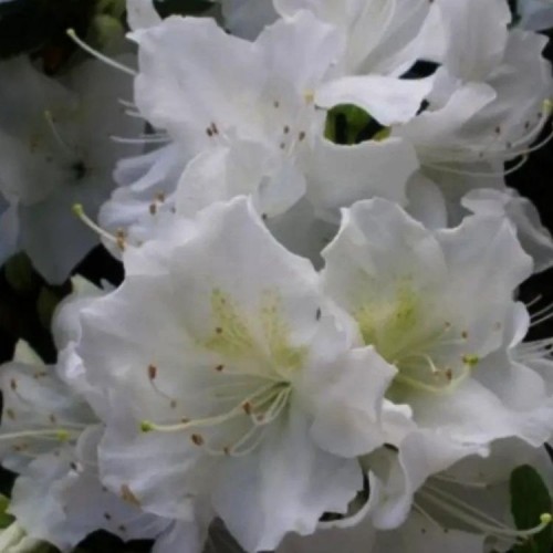 Azalija japoninė (Rhododendron / Japanese Azalea) 'PLEASANT WHITE'