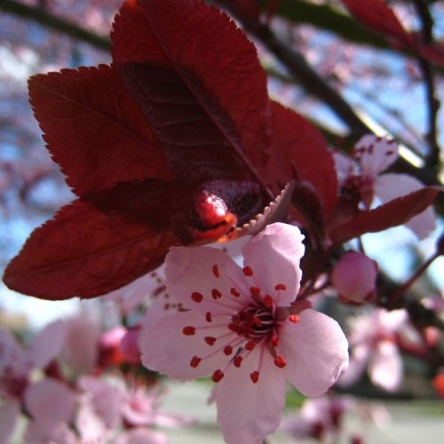Slyva kaukazinė (Prunus cerasifera)