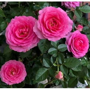 Rožė 'BERNADETTE LAFONT'® 