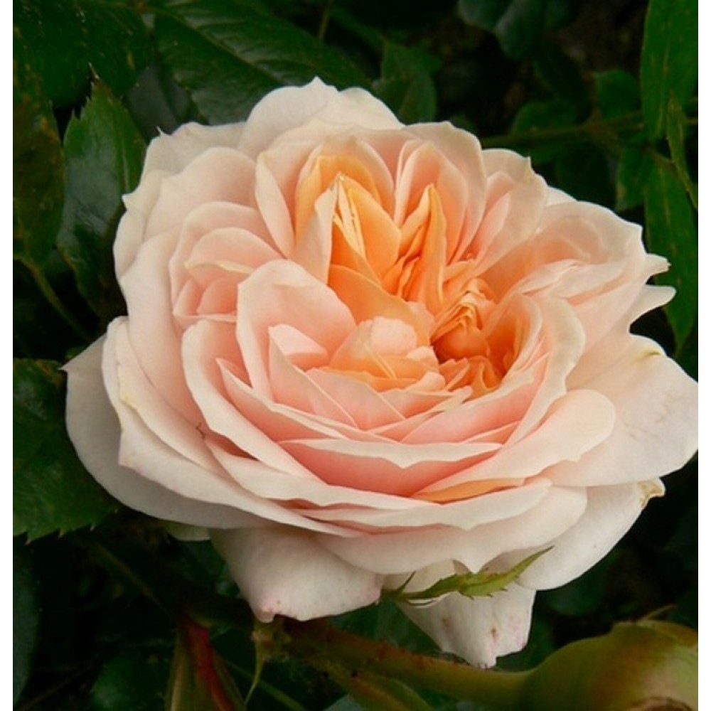 Rožė 'GARDEN OF ROSES'®