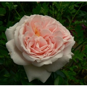 Rožė 'GARDEN OF ROSES'®