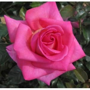 Rožė 'PARFUM ROYAL'®