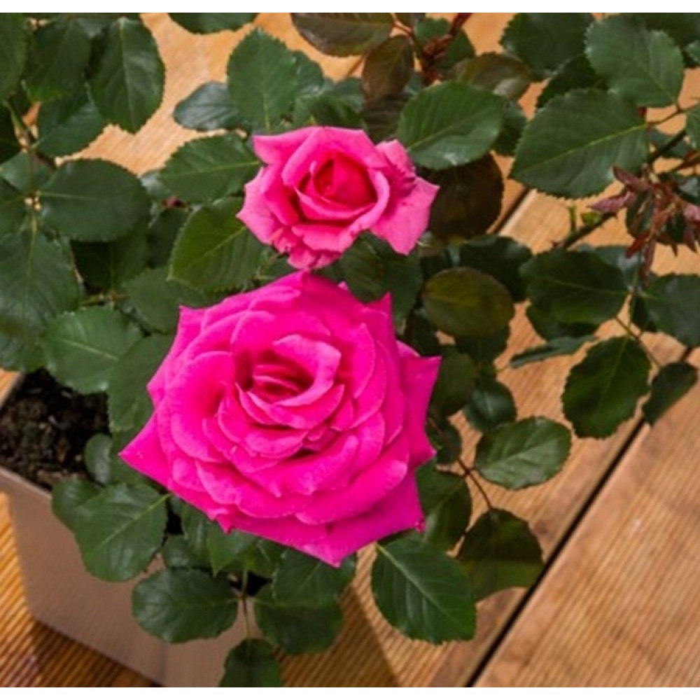 Rožė 'ROYAL ROSE'®