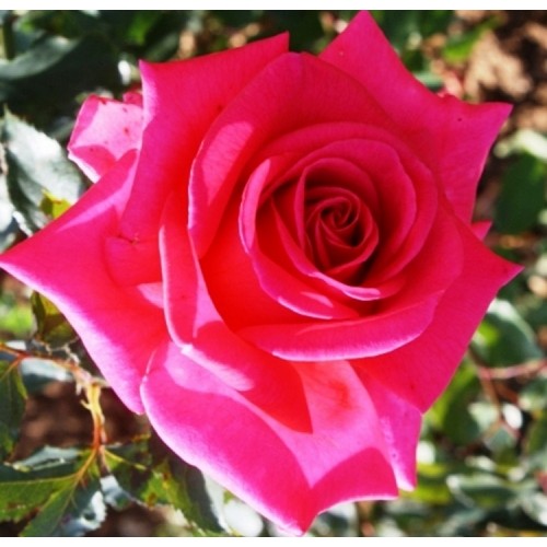 Rožė 'ROYAL ROSE'®