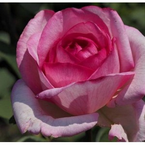 Rožė 'SWEET PAROLE'®