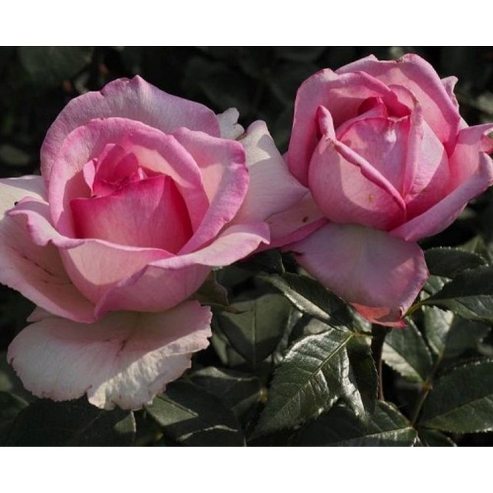 Rožė 'SWEET PAROLE'®