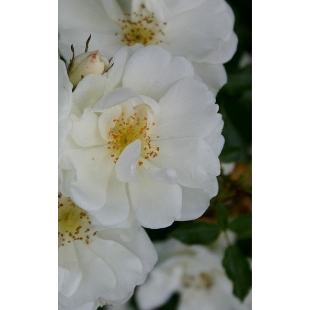 Rožė 'WHITE FLOWER CARPET' 