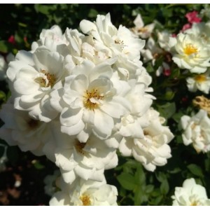 Rožė 'WHITE FLOWER CARPET' 
