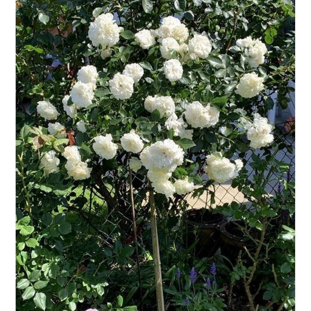 Rožė 'WHITE MEIDILAND' ('MEILLAND')